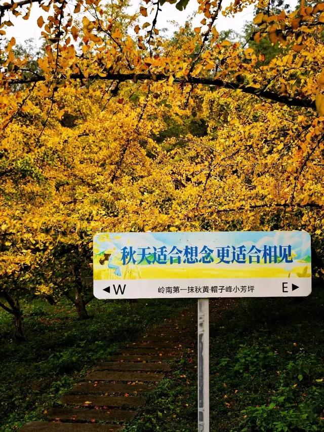 广东哪里赏秋？四条绝美自驾路线遇见南国红叶黄叶