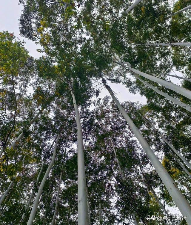 成都爬山徒步线路，全部免费，魅力不可挡，尽享山野宁静与清幽！