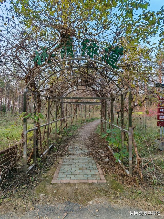 应城：有名店林场林荫步道 让你邂逅四季生态画卷