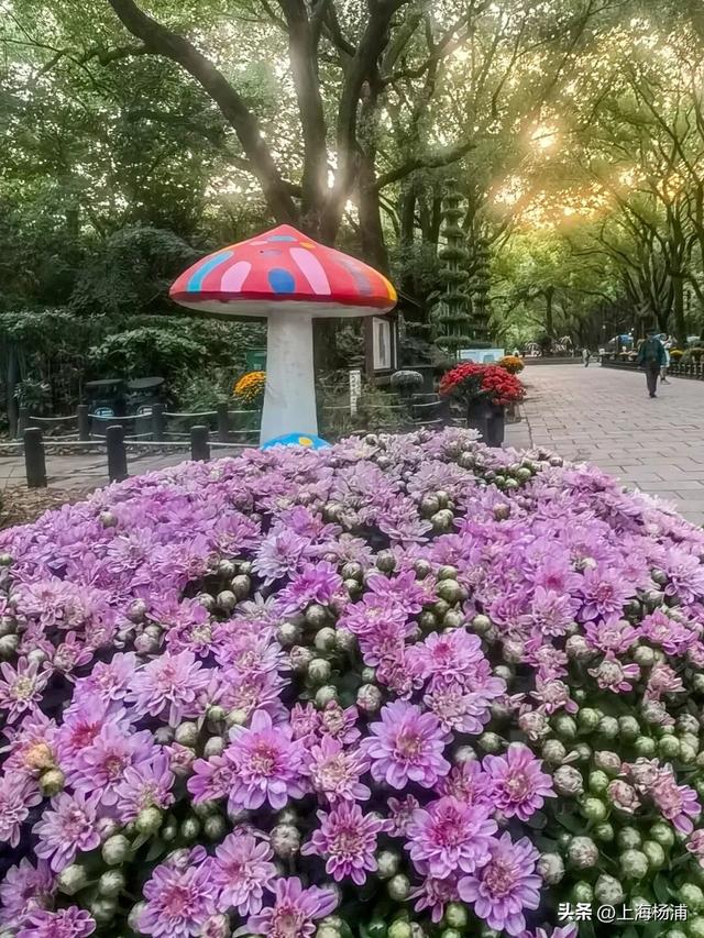 本周末起！来杨浦这个公园共赏“沪上最美菊花海”