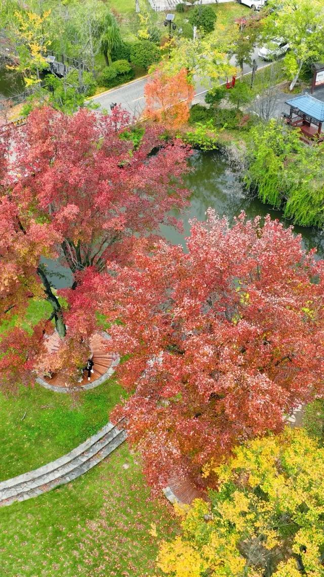 秋日限定浪漫!1000亩银杏染成“黄金海”