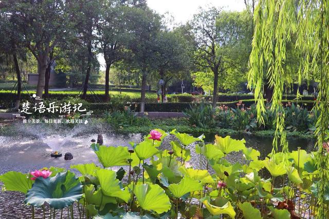 浙江宁波城区发现一处风景，小巧清幽但满池荷花，好有诗情画意