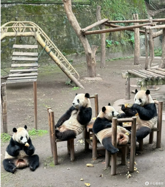 成都6天5晚吃住行玩避坑全攻略