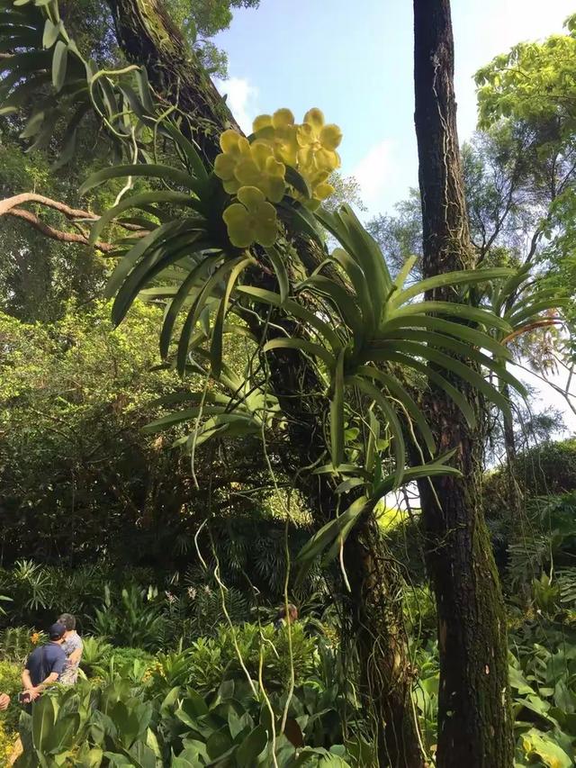 新加坡:“亲自然城市”,并非简单的“花园城市”