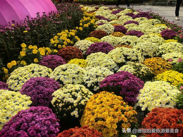 广州文化公园66届菊展，藏秋冬浪漫气息，延续全运会风情，免费