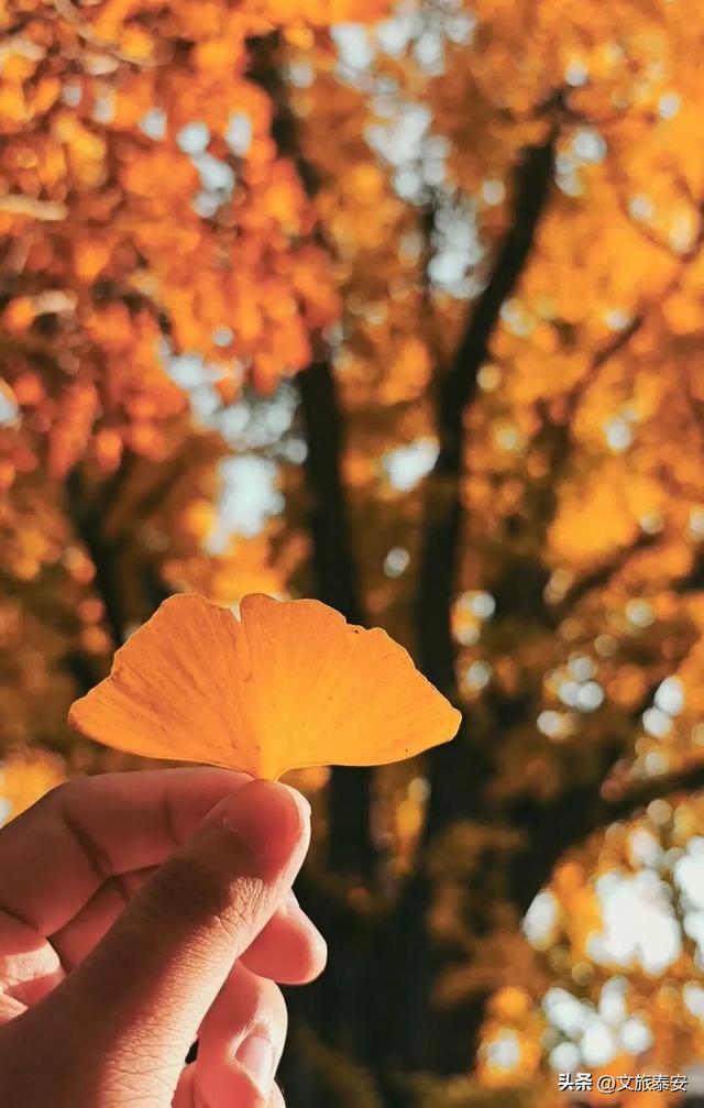 错过等一年！带你打卡岱庙里当红的「黄金擎雷银杏」，这样拾秋秒出大片！