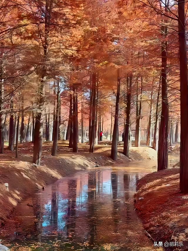 这个冬天，我撞见了一整片燃烧的森林