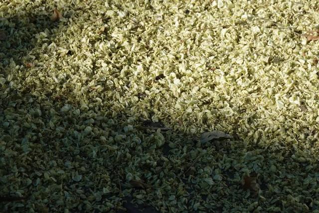 山东，有一座2000年前的一线城市，去青州古城赶一场槐花雨