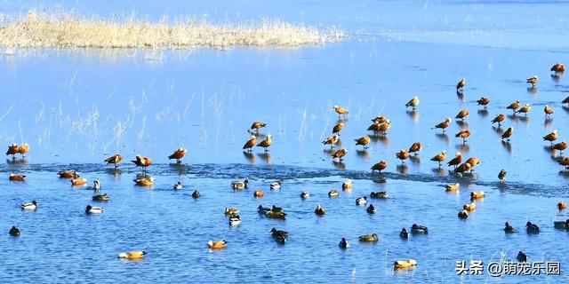 天山南麓现奇观，野鸭成群越冬，西北严寒中绽放生命奇迹
