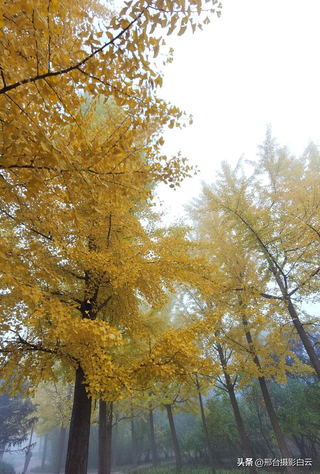 达活泉公园：情与雾的交织