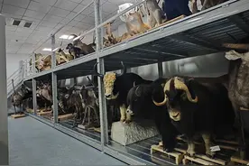 重庆自然博物馆将首开珍品库房！来赴这场珍贵标本之约图片