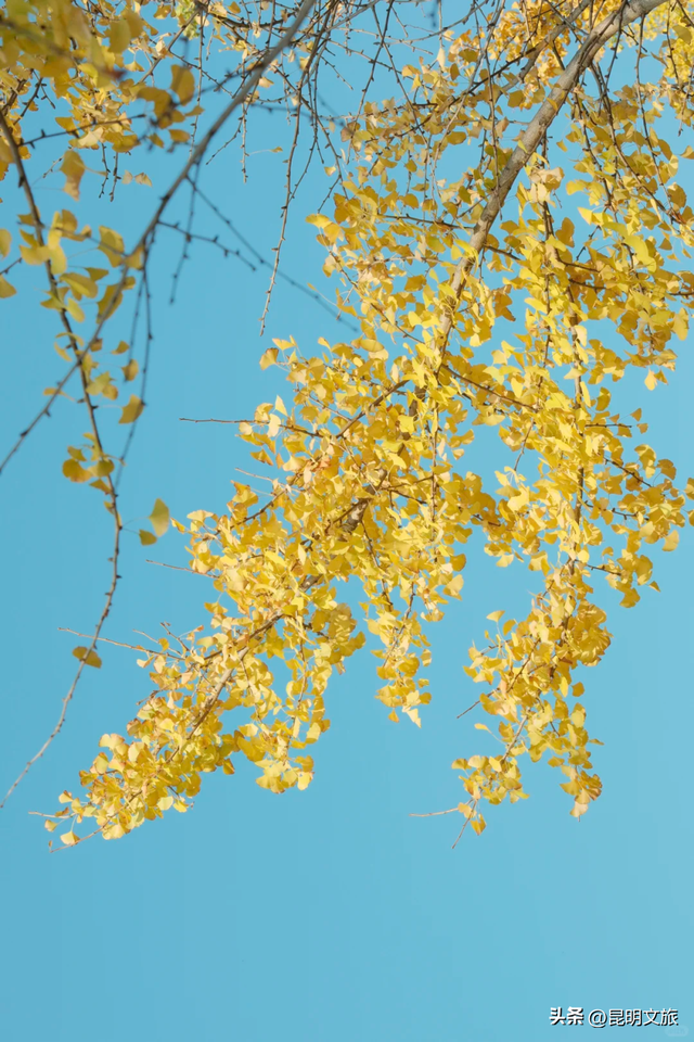 跟着赛事游昆明｜昆明金色信号已满格！这份“市区寻金图鉴”带你解锁冬日温柔