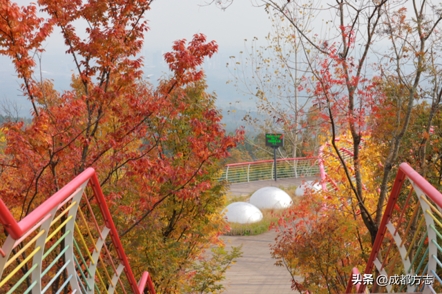 成都“枫”景天花板！再不看就晚了！