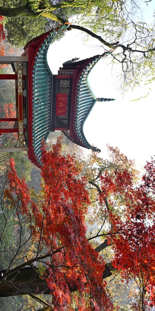 南方冬意，藏在这一亭红枫里