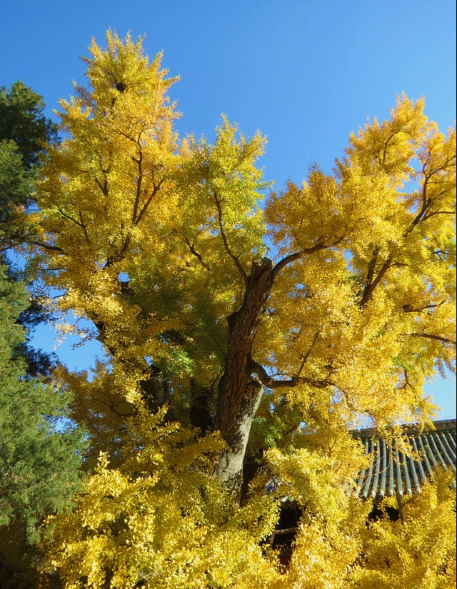 乾隆帝曾赋诗的银杏树王——大觉寺的银杏树王