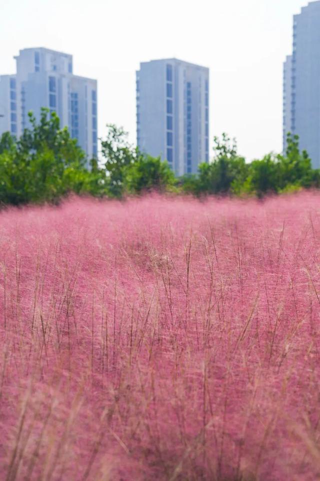 “粉色秘境”已上线！初冬必打卡！位置就在…