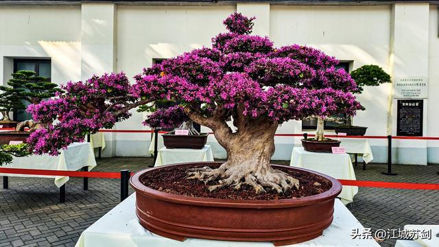 中山公园的秋，是写给武汉的一首诗