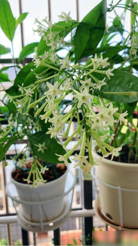 阴花不能进阳宅！这5种花“打死”也不养，家里若有？快挪走！