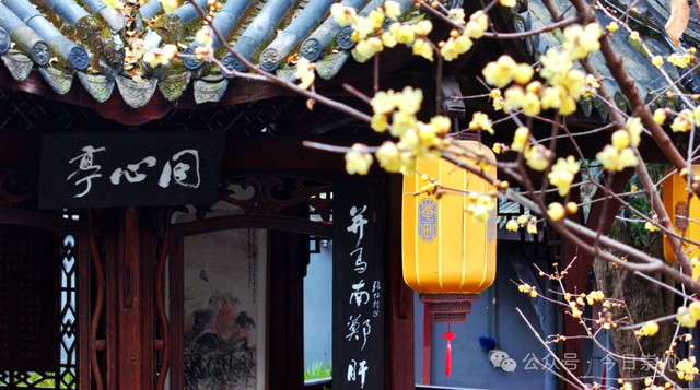 冬游看花，崇州寻梅攻略来啦！