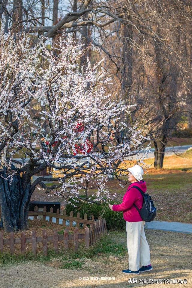 10万株！粉色花海开爆武汉，免费打卡