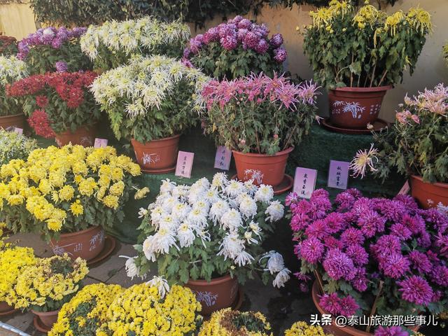 泰安：有一个城市园林，藏着1 眼泉水流芳千年，30个品种 600 盆秋菊