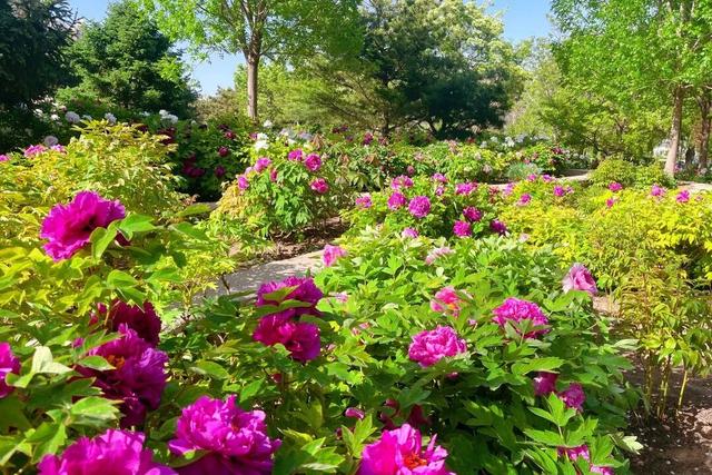 半日休闲游玩 | 牡丹+流苏+多巴胺花海，好拍到停不下来