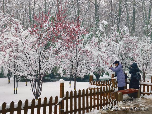 雪落枝头 邂逅石家庄公园罕见春景