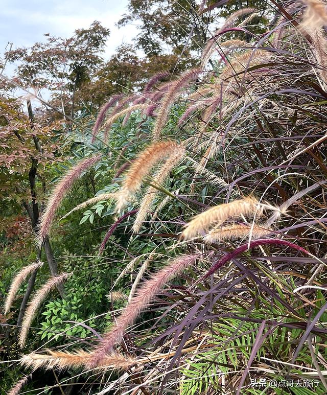 成都双流被低估景区，枫叶惊艳恍若到了川西，不要门票，公交直达