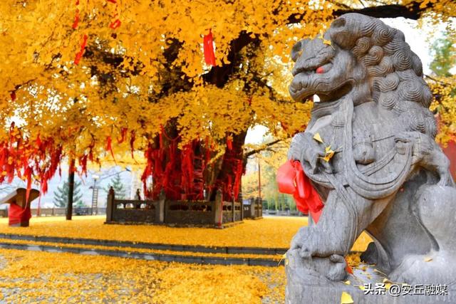 就在下周！潍坊安丘这里，即将美成巅峰！