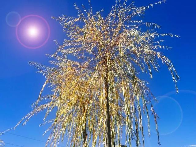 秋日西藏限定美景上线！摄影师私藏机位，拍出无敌风光大片