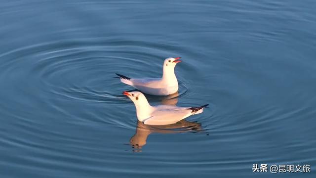 天晴就去！鸥鸟翩跹，这个免费国家级公园，藏着昆明最美的冬天