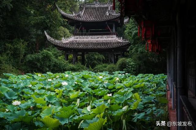 眉山⇋成都便民快巴7月18日发车→奔赴一场浪漫的双城记！