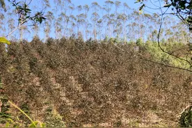 谁来“救救”我的桉树？焦枯病的全面治疗方案图片