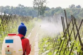 上世纪的剧毒农药不污染河流，现在的低毒农药，却导致鱼虾死光？图片