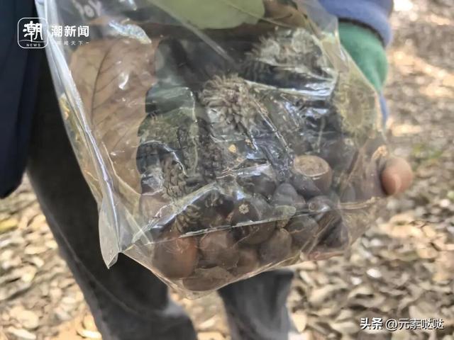 杭州植物园“捡秋”火了，不少人集体“蹲守”，来体验自然的快乐