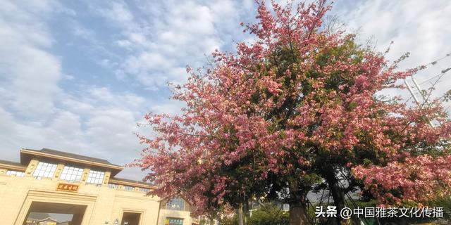 冬日美文：米易晒太阳安逸