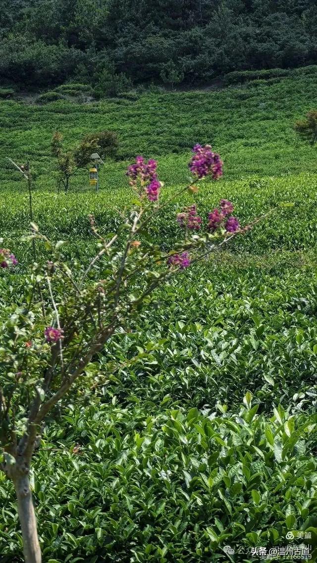 这个有“台州天山”之称的地方,夏纳凉风冬迎雪,露营绝佳!