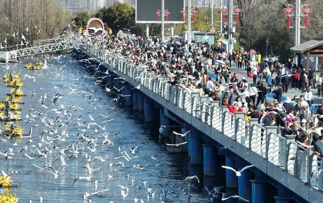 观鸥更方便！全新移动服务“神器”来了！