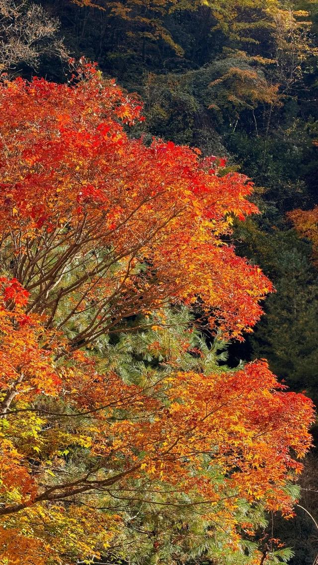 我竟然发现，唐家河红叶居然如此好看！