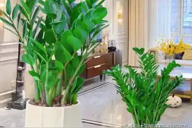 养金钱树，就用“2个妙招”，侧芽蹭蹭长满盆，四季常绿财运旺图片