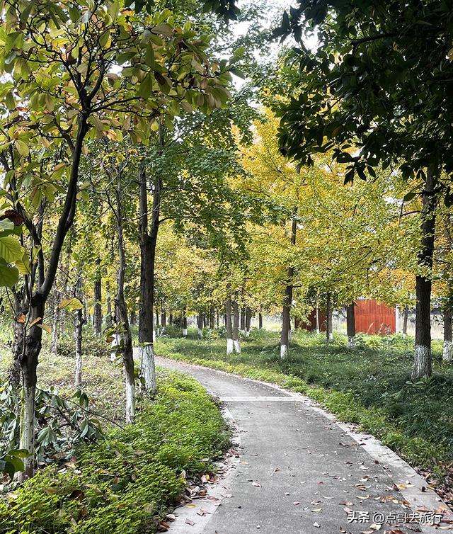 成都市区最大银杏林，金黄如海超壮观，不要门票，地铁公交直达！