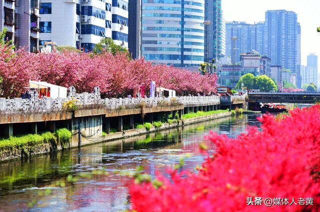 六盘水水城河畔樱花竞放引客浪漫踏春