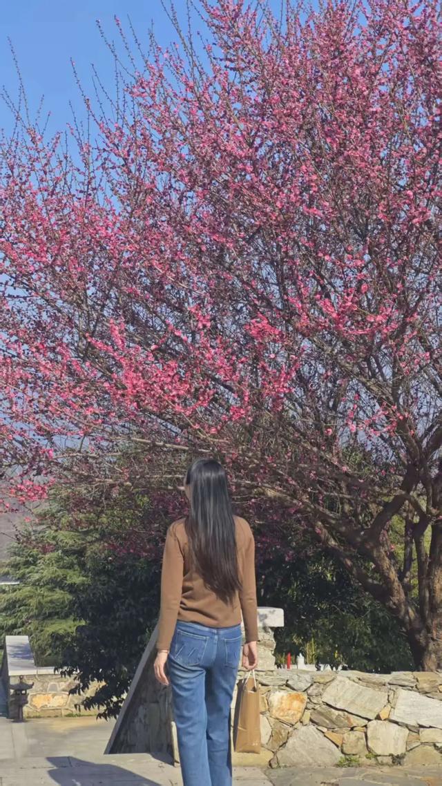 观音湖梅樱盛放！承包你的赏花浪漫