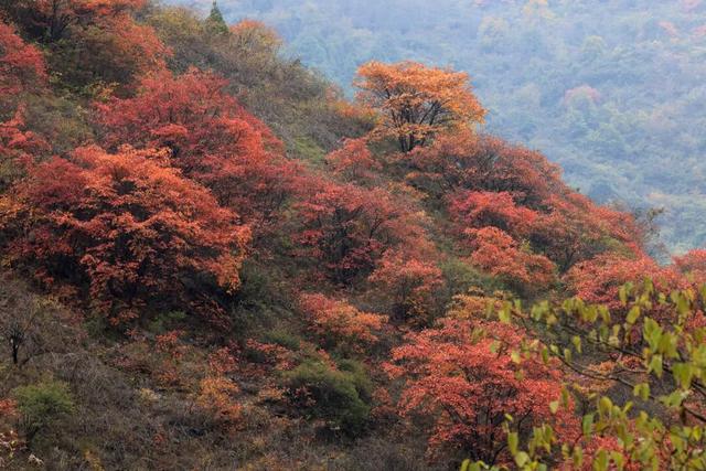 这才是秋天该有的样子~