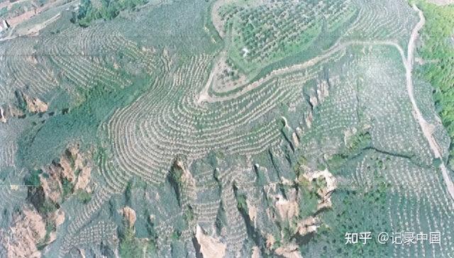 梦在青山绿水间——陕西省延长县国家储备林基地建设侧记