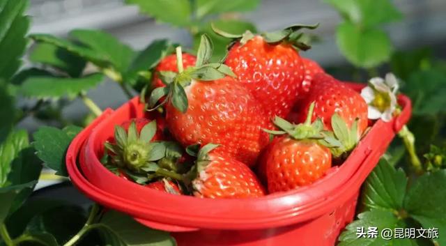 别再问昆明哪里能摘草莓了!收下这份采摘地图,直接抄作业→