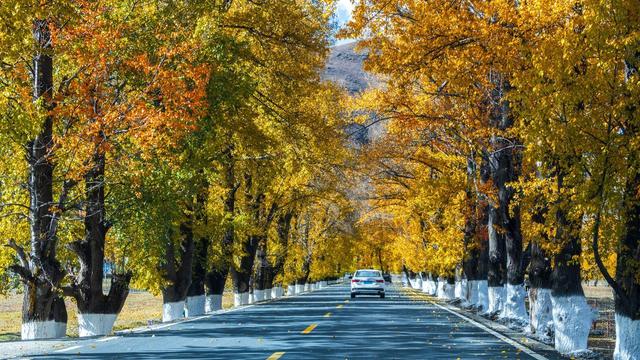 川西高原的绚烂秋天，10月中旬-11月上旬，这9个地方的高颜时刻