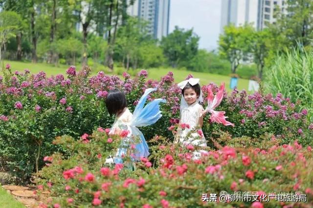 把夏天泡进花海里！前茅公园的浓烈+园博园的清新，快来享用双份“夏日特调”