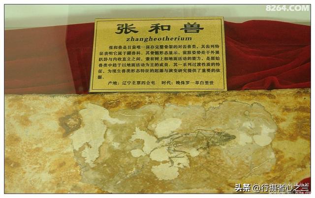 山东行游影记（36）—平邑天宇自然博物馆（十一）