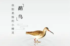 鹬鸟：侠胆柔肠的小精灵图片